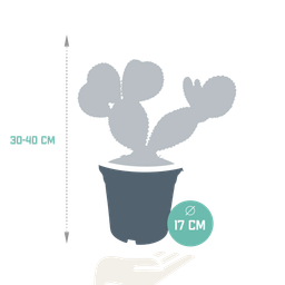 House of cactus Opuntia microdasys - 17cm - zonder pot (8720387961764)