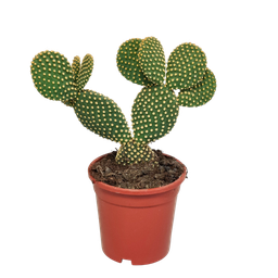 House of cactus Opuntia microdasys - 17cm - zonder pot (8720387961764)