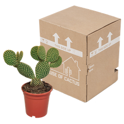 House of cactus Opuntia microdasys - 17cm - zonder pot (8720387961764)