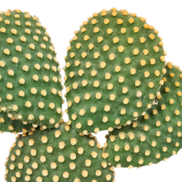 House of cactus Opuntia microdasys - 17cm - zonder pot (8720387961764)