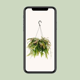 Rhipsalis Red Coral (11857)