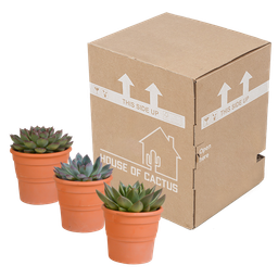 House of cactus Echeveria mix 10.5 cm - 3x - in terracotta pot (8720387961511)