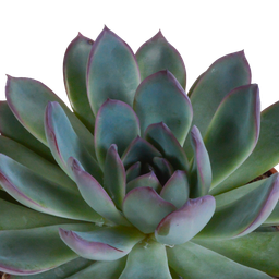 House of cactus Echeveria mix 10.5 cm - 3x - in terracotta pot (8720387961511)