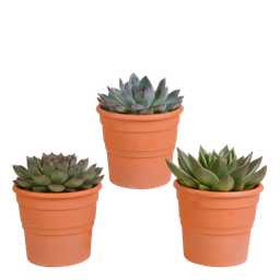 House of cactus Echeveria mix 10.5 cm - 3x - in terracotta pot (8720387961511)