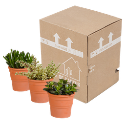 House of cactus Crassula mix 10,5 cm - 3x - in terracotta pot (8720387961474)