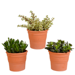 House of cactus Crassula mix 10,5 cm - 3x - in terracotta pot (8720387961474)