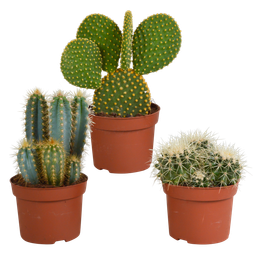 House of cactus Cactus mix 10.5 cm - 3x - 12cm zonder pot (8720387961597)