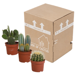 House of cactus Cactus mix 10.5 cm - 3x - 12cm zonder pot (8720387961597)