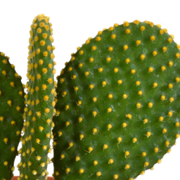 House of cactus Cactus mix 10.5 cm - 3x - 12cm zonder pot (8720387961597)