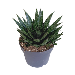 House of cactus Gasteria 'd Due 17cm (8720618070302)