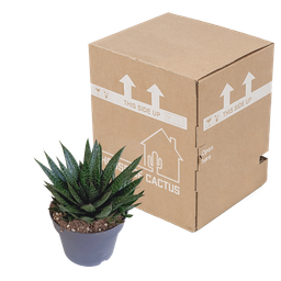 House of cactus Gasteria 'd Due 17cm (8720618070302)