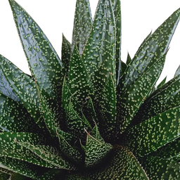 House of cactus Gasteria 'd Due 17cm (8720618070302)