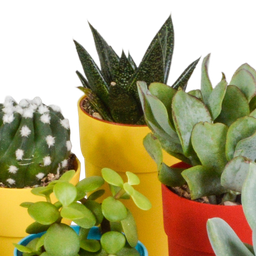 House of cactus Cactus en vetplanten mix 5.5 cm | 15 stuks - in gekleurde plasticpot (8720618070456)