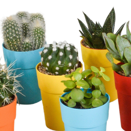 House of cactus Cactus en vetplanten mix 5.5 cm | 15 stuks - in gekleurde plasticpot (8720618070456)