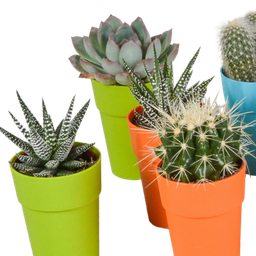 House of cactus Cactus en vetplanten mix 5.5 cm | 15 stuks - in gekleurde plasticpot (8720618070456)