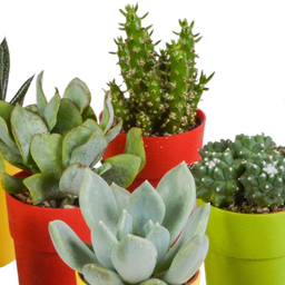 House of cactus Cactus en vetplanten mix 5.5 cm | 15 stuks - in gekleurde plasticpot (8720618070456)