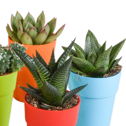 House of cactus Cactus en vetplanten mix 5.5 cm | 15 stuks - in gekleurde plasticpot (8720618070456)