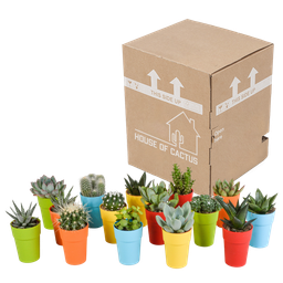 House of cactus Cactus en vetplanten mix 5.5 cm | 15 stuks - in gekleurde plasticpot (8720618070456)
