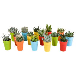 House of cactus Cactus en vetplanten mix 5.5 cm | 15 stuks - in gekleurde plasticpot (8720618070456)