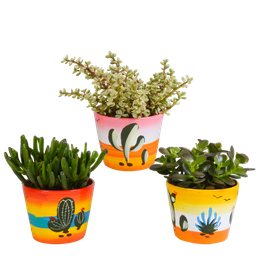 House of cactus Crassula mix 10,5 cm - 3x - in Mexicaanse pot (8720387961481)