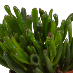 House of cactus Crassula mix 10,5 cm - 3x - in Mexicaanse pot (8720387961481)