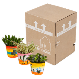 House of cactus Crassula mix 10,5 cm - 3x - in Mexicaanse pot (8720387961481)