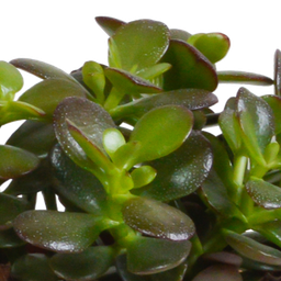 House of cactus Crassula mix 10,5 cm - 3x - in Mexicaanse pot (8720387961481)