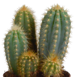 House of cactus Cereus mix 10,5cm - 3x - in Mexicaanse pot (8720387961443)