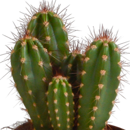 House of cactus Cereus mix 10,5cm - 3x - in Mexicaanse pot (8720387961443)