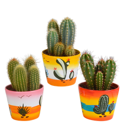 House of cactus Cereus mix 10,5cm - 3x - in Mexicaanse pot (8720387961443)