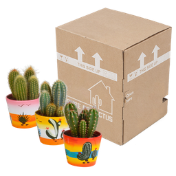 House of cactus Cereus mix 10,5cm - 3x - in Mexicaanse pot (8720387961443)