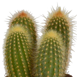 House of cactus Cereus mix 10,5cm - 3x - in Mexicaanse pot (8720387961443)