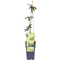 Hoogeveen Passiflora wit caerulea 'Constance Elliot' (8712044874432)
