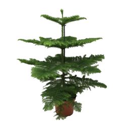 Araucaria Heterophylla (8720634285643)