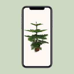 Araucaria Heterophylla (8720634285643)