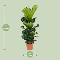 Ficus Lyrata (8720634285407)