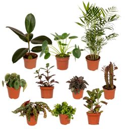 Buitenbeentjesbox - Ø12cm - 10x (8720634287210)