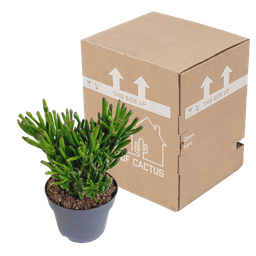 House of cactus Crassula gollum 17cm (8720618070289)