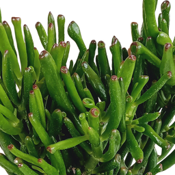 House of cactus Crassula gollum 17cm (8720618070289)
