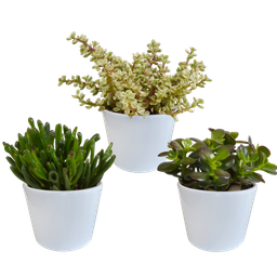 House of cactus Crassula mix 10,5 cm - 3x - in witte pot (8720618070210)