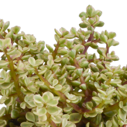 House of cactus Crassula mix 10,5 cm - 3x - in witte pot (8720618070210)