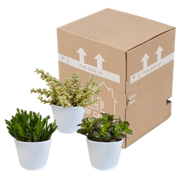 House of cactus Crassula mix 10,5 cm - 3x - in witte pot (8720618070210)