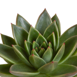 House of cactus Echeveria mix 10.5 cm - 3x - in Mexicaanse pot (8720387961528)