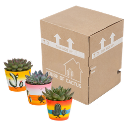 House of cactus Echeveria mix 10.5 cm - 3x - in Mexicaanse pot (8720387961528)