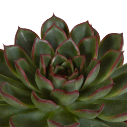 House of cactus Echeveria mix 10.5 cm - 3x - in Mexicaanse pot (8720387961528)