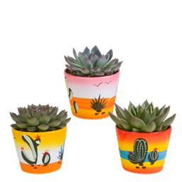 House of cactus Echeveria mix 10.5 cm - 3x - in Mexicaanse pot (8720387961528)