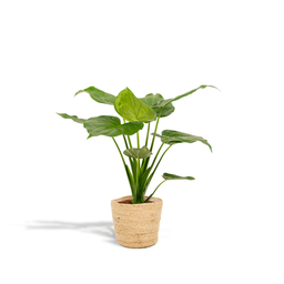 Alocasia Cucullata - Mand Selin (8720634289535)