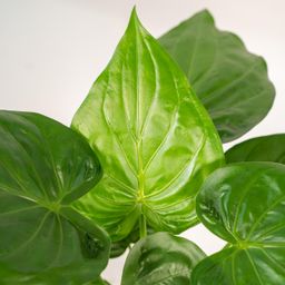 Alocasia Cucullata - Mand Selin (8720634289535)