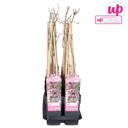 Hoogeveen Wisteria floribunda 'Rosea' - Roze regen (8712044842431)