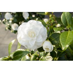 Son & koot Camellia jap. 'Nuccio's Gem' (8719325582444)